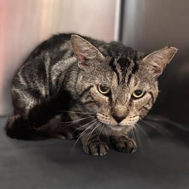 Tom Tom - Domestic Short Hair