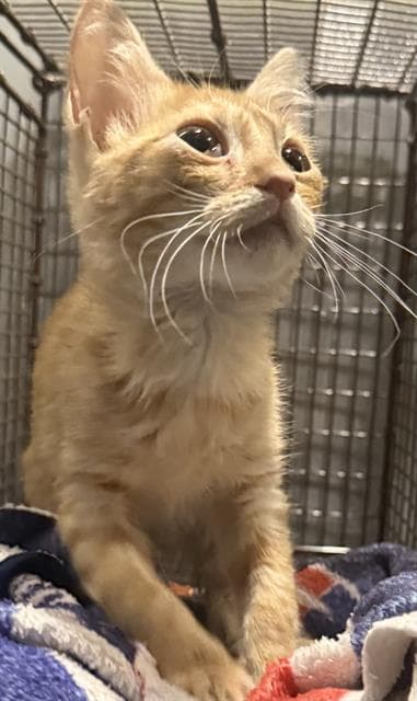 Bobby - Domestic Short Hair