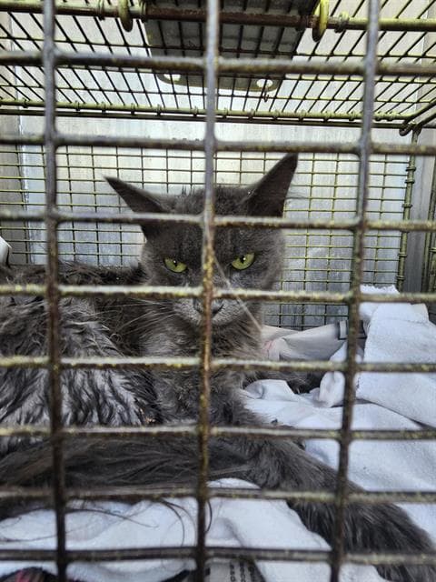 Pocket - Domestic Medium Hair