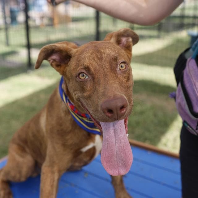 Odin - American Staffordshire Terrier