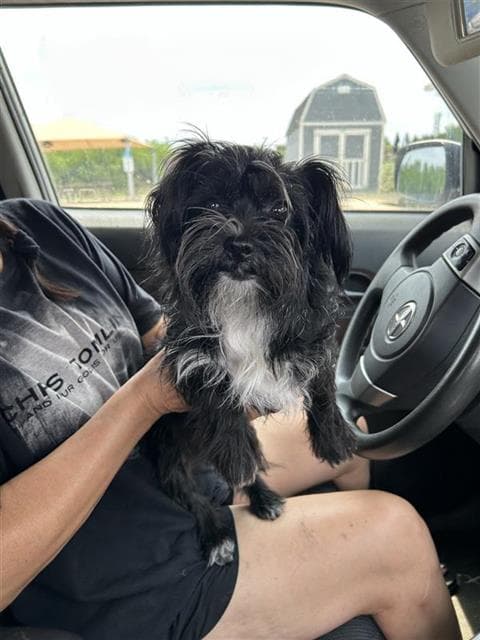 Bradley - Terrier
