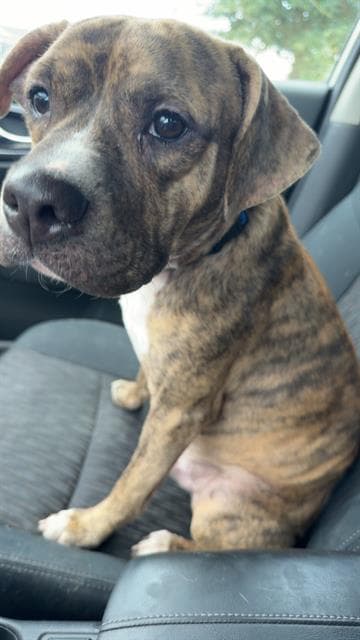 Manny - American Staffordshire Terrier
