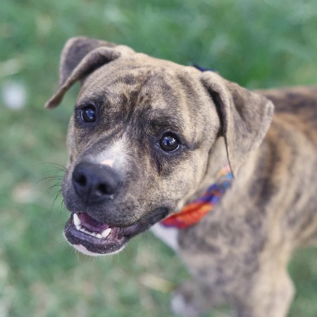 Manny - American Staffordshire Terrier