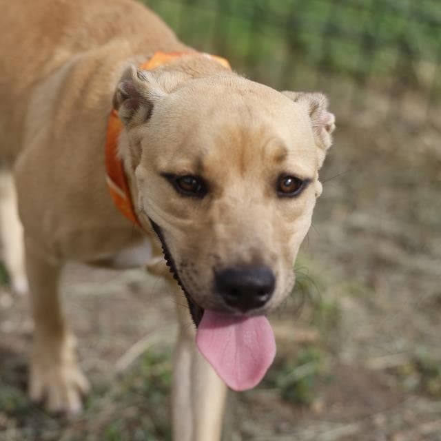 Muffin - American Staffordshire Terrier