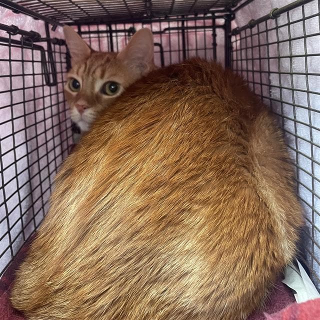 Marmalade - Domestic Short Hair
