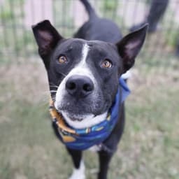 Rocko image 1