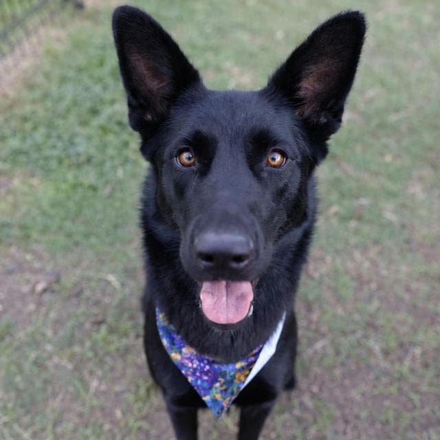 Sabrina - German Shepherd Dog