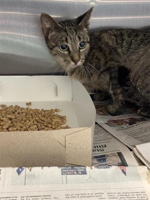 Trisha - Domestic Short Hair