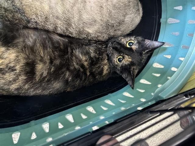 Trixie - Domestic Short Hair