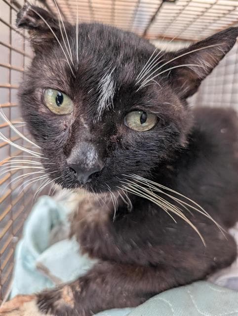 Mariachi - Domestic Short Hair