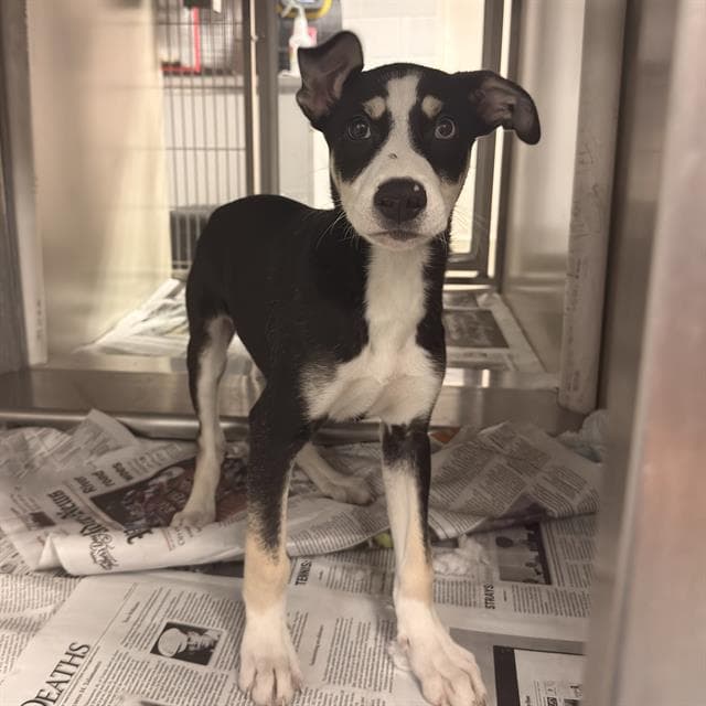 Simon - American Staffordshire Terrier