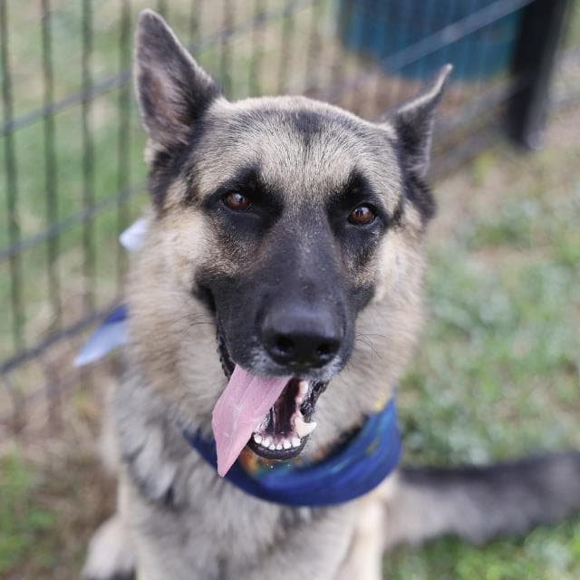 Chiefy - German Shepherd Dog
