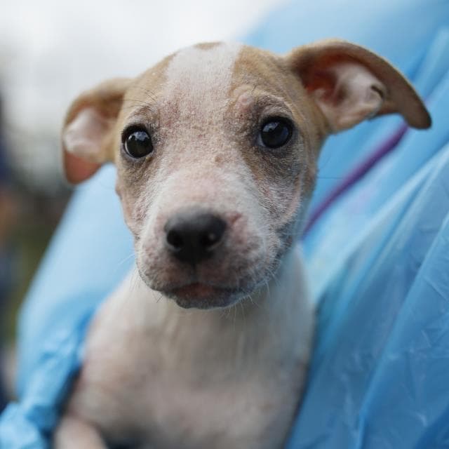 Unknown - American Staffordshire Terrier