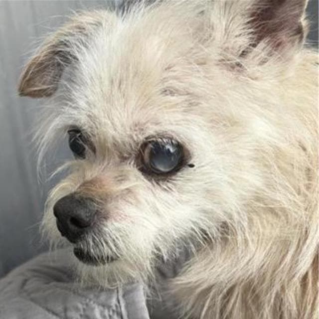 Esther - Terrier