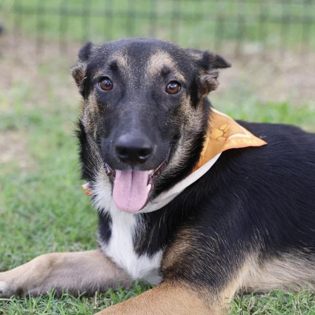 Churro - German Shepherd Dog