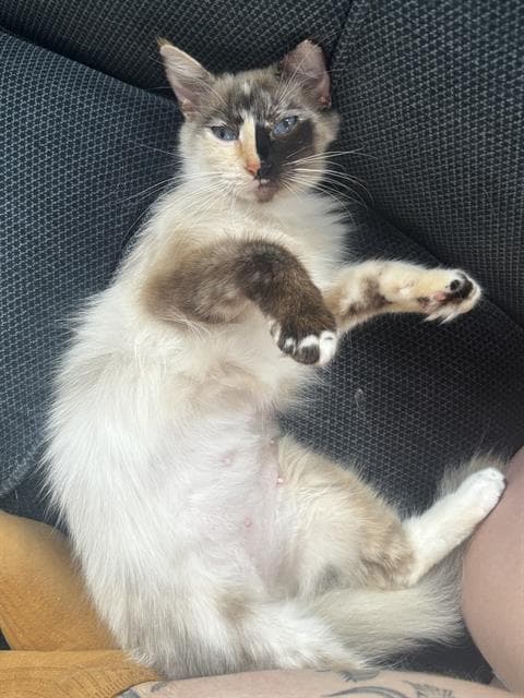 Mirin - Domestic Short Hair