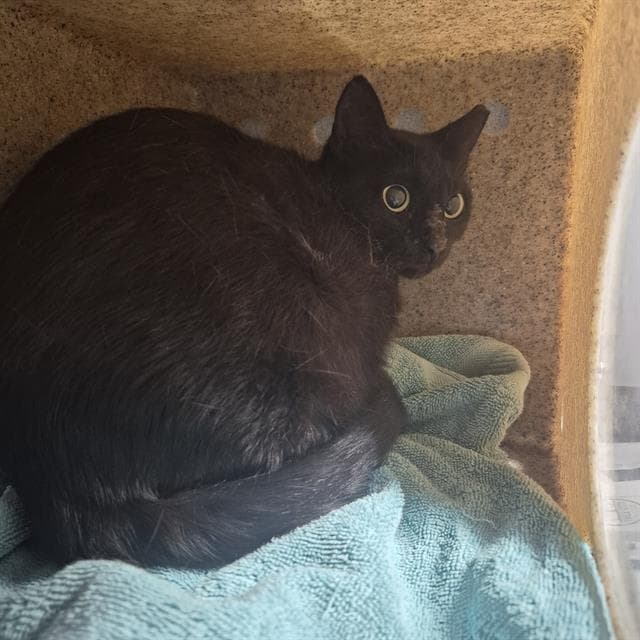 Winie - Domestic Short Hair