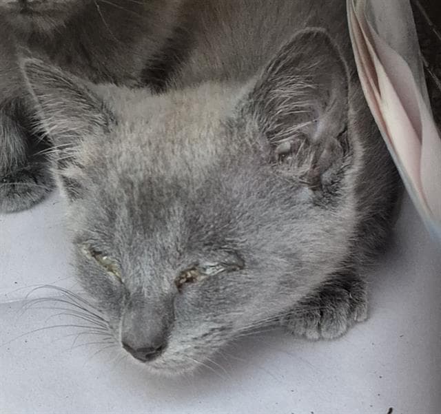 Marley - Domestic Short Hair