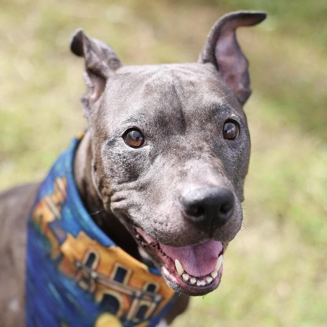 Luna - American Staffordshire Terrier
