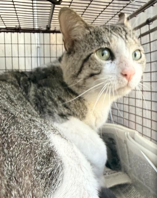 Unknown - Domestic Short Hair