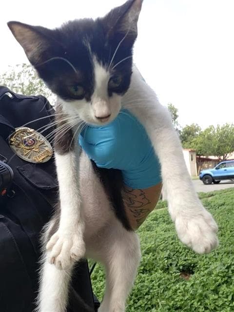 Sammy - Domestic Short Hair