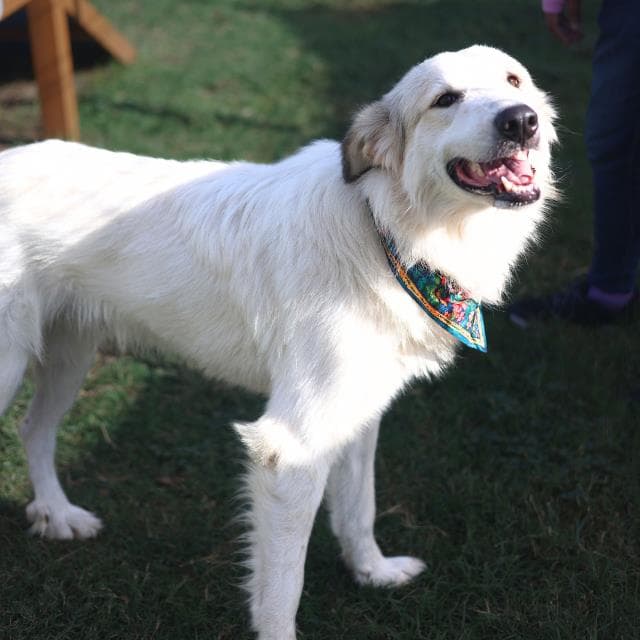 Prince - Great Pyrenees