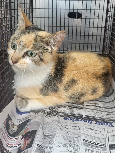 Miss Gurl - Domestic Short Hair