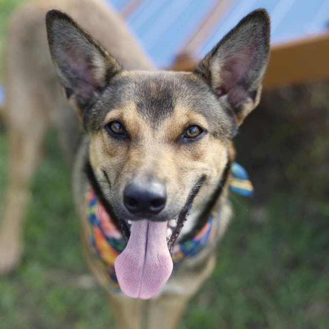 Sofia Del Sol - German Shepherd Dog