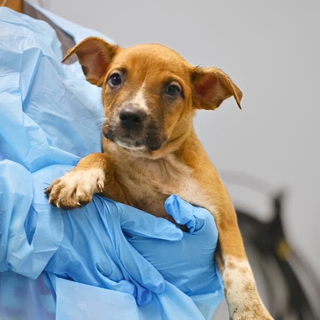 Unknown - American Staffordshire Terrier