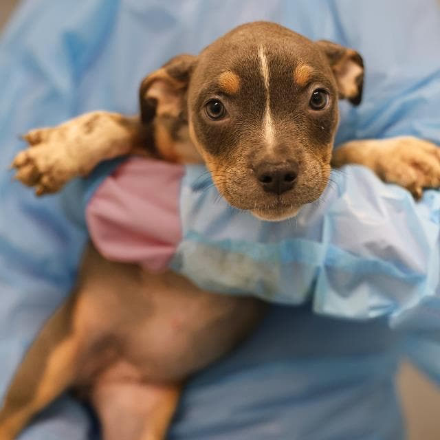 Unknown - American Staffordshire Terrier