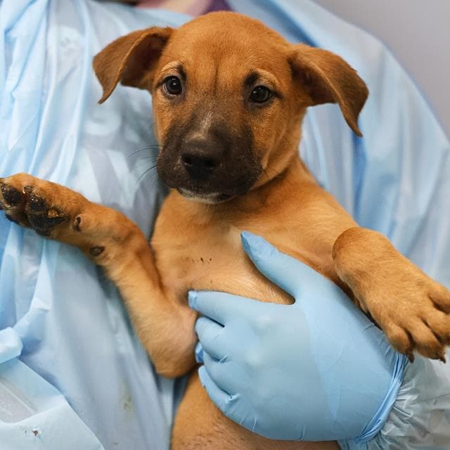 Unknown - American Staffordshire Terrier