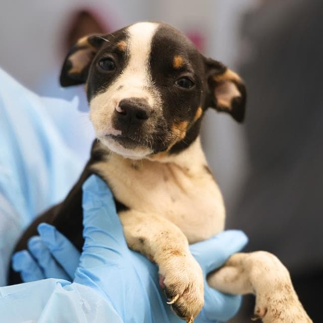 Unknown - American Staffordshire Terrier