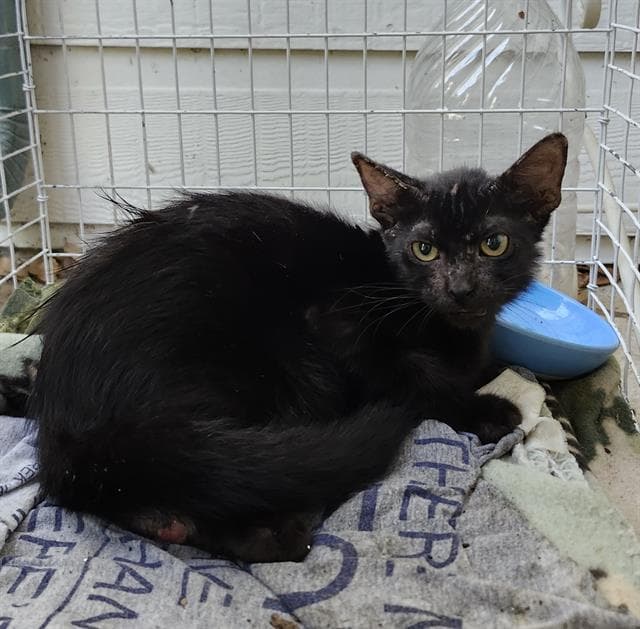 Doja - Domestic Short Hair