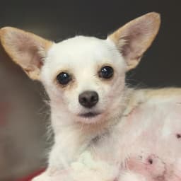 Chacho image 1