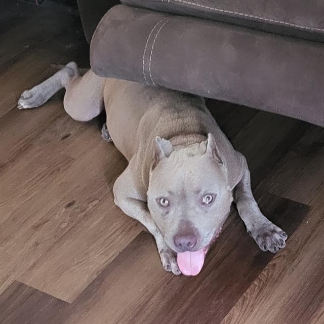 Scooby - American Staffordshire Terrier
