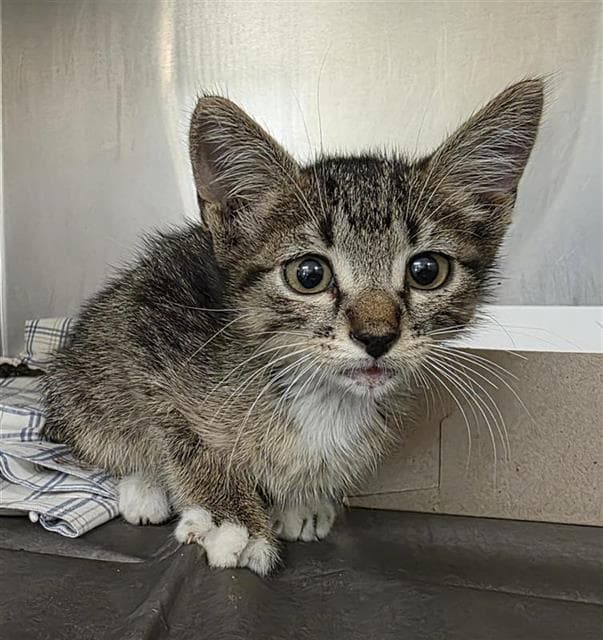 Coraline - Domestic Short Hair