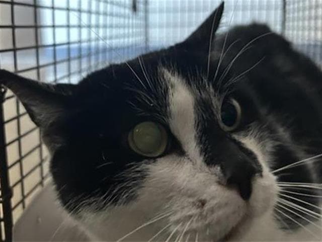Antonia - Domestic Short Hair