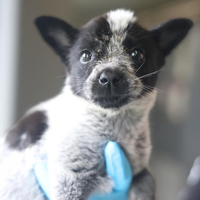 Cinder - Australian Cattle Dog/Blue Heeler