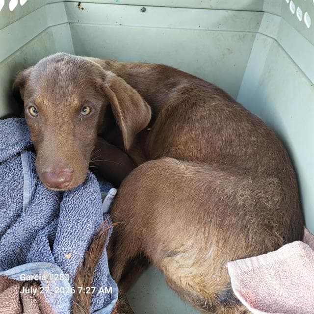 Demi - Labrador Retriever