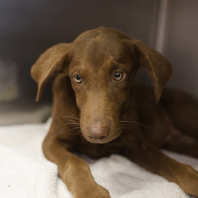 Demi - Labrador Retriever