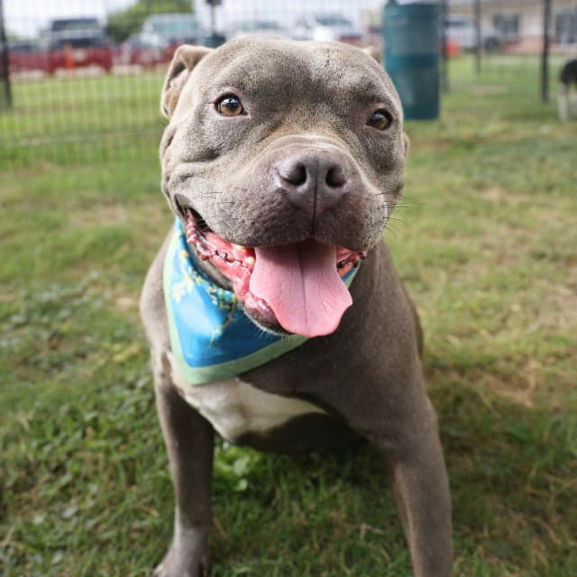 Deli Berri - American Staffordshire Terrier