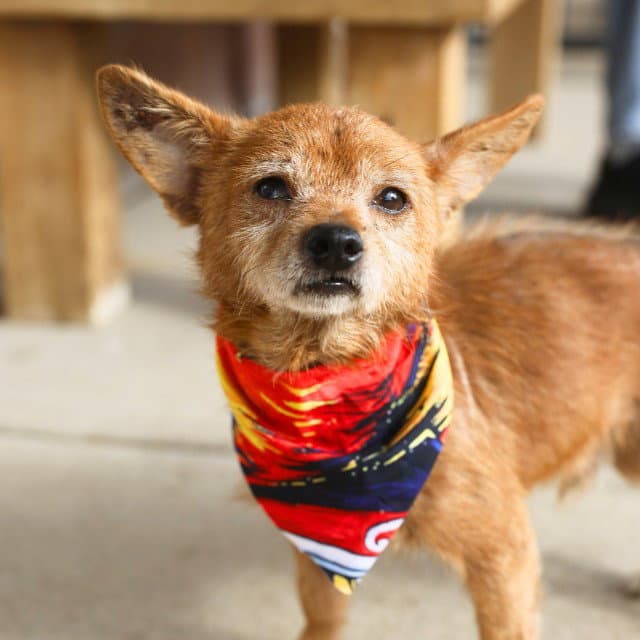Tito - Terrier