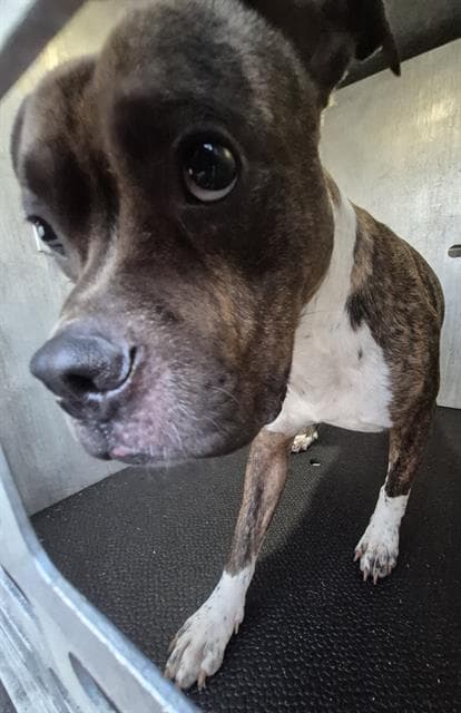 Unknown - American Staffordshire Terrier