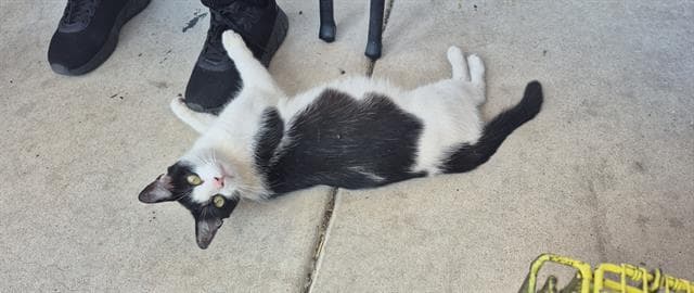 Unknown - Domestic Short Hair
