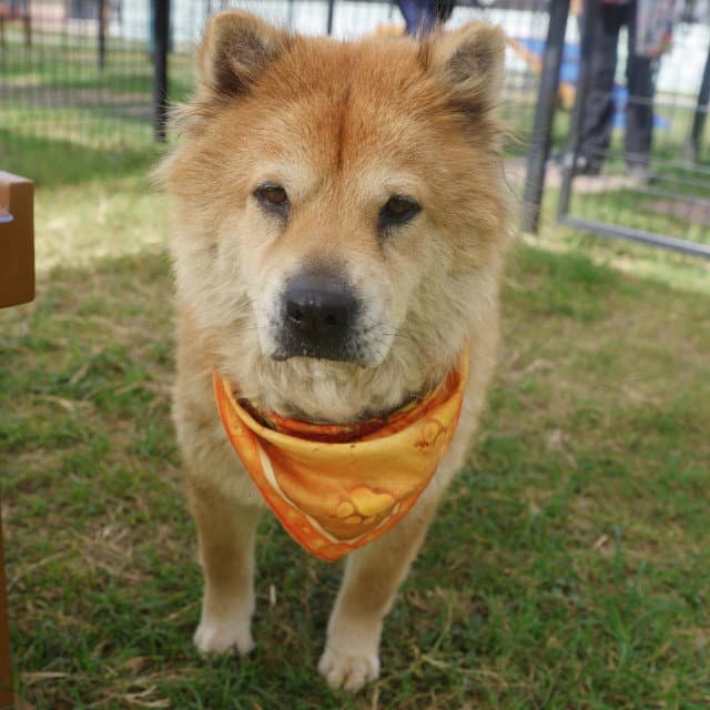 Lady - Chow Chow