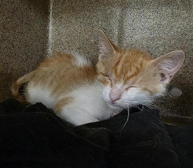 Butterceam - Domestic Short Hair