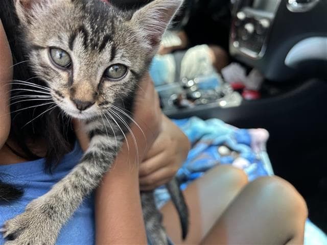 Cecil - Domestic Short Hair