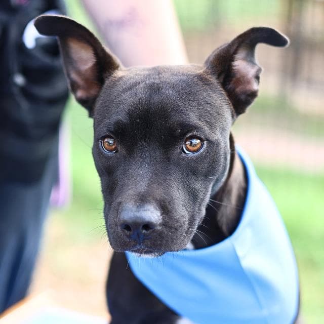 Virgil - Staffordshire Bull Terrier