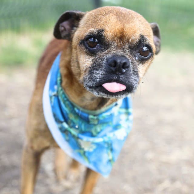 Chupacabra - Pug