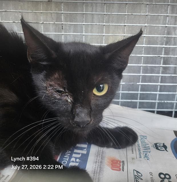 Prattle - Domestic Short Hair